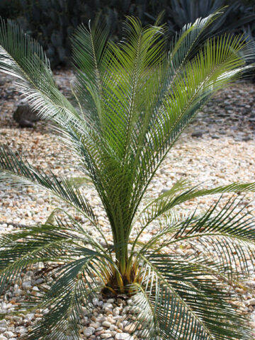 XL Palma de la Virgen Chestnut Dioon (dioon edule)