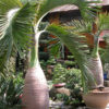 XL Bottle Palm Tree (hyophorbe lagenicaulis)
