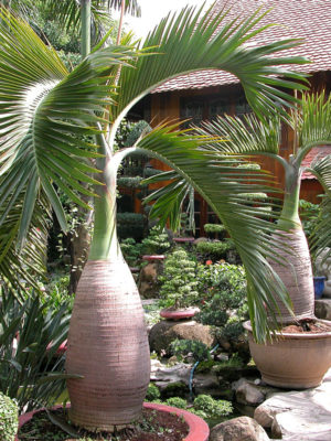 XL Bottle Palm Tree (hyophorbe lagenicaulis)