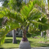 Bottle Palm Tree (hyophorbe lagenicaulis)