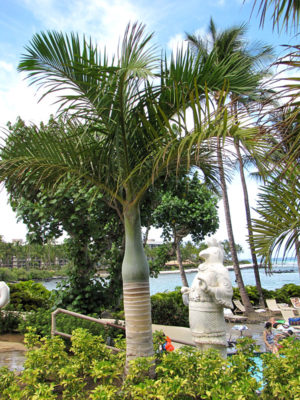 XL Spindle Palm Tree (hyophorbe verschaffeltii)