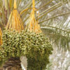 Lg. True Date Palm Tree (phoenix dactylifera)