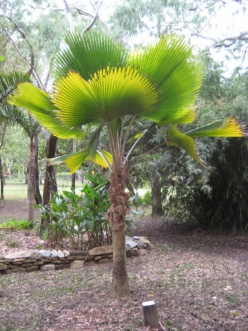 XL Fiji Fan Palm (pritchardia pacifica)