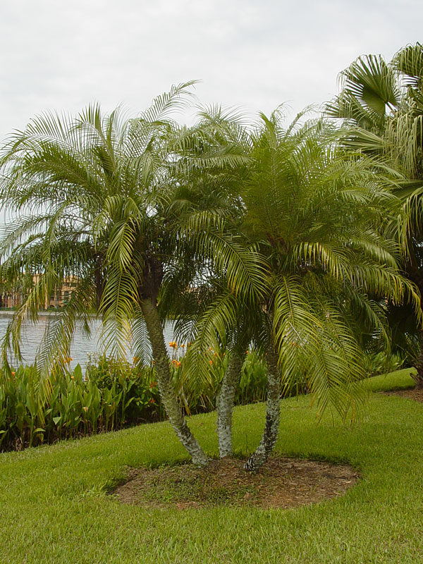 Pygmy Date Palm