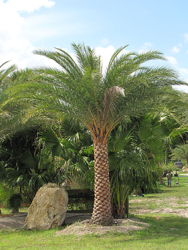 Sylvester Palm