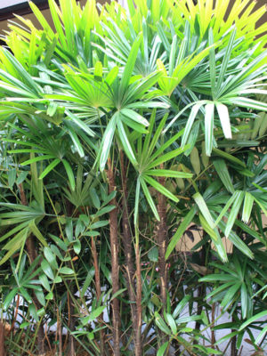 Clustering Lady Palm Tree (rhapis excelsa)