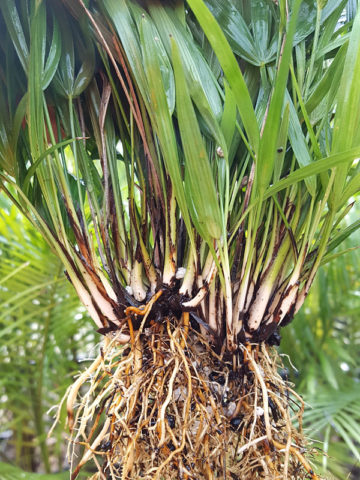 Super Dwarf Lady Palm (rhapis excelsa)
