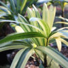 Variegated Japanese Lady Palm (rhapis excelsa)