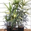 XL Variegated Japanese Lady Palm (rhapis excelsa)