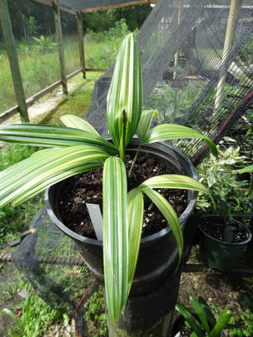 Lg. Heiseinishiki Fine Line Lady Palm (rhapis excelsa heiseinishiki)