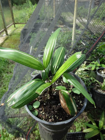 Lg. Koduraminishiki White Lady Palm (rhapis excelsa koduraminishiki)