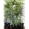 XL Clustering Finger Leaf Lady Palm (rhapis excelsa)
