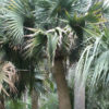 Bermuda Palmetto Palm Tree (sabal bermudana)