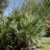 Green Saw Palmetto Palm (serenoa repens)