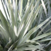 XL Silvery-Blue Saw Palmetto Palm (serenoa repens)