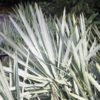 Silvery-Blue Saw Palmetto Palm (serenoa repens)