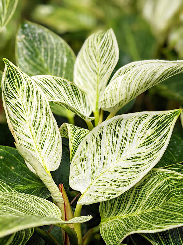 Super White Philodendron Birkin Variegata (philodendron)