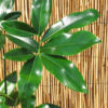 Lg. Philodendron Hawaiian Finger Leaf Plant (philodendron)