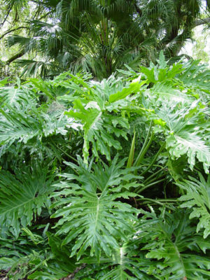 Giant Split Leaf Phil Plant (philodendron selloum)