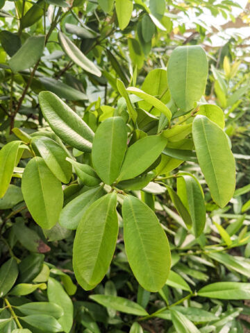 Bay Rum Spice Tree (pimenta racemosa)