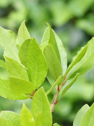 Lemon Bay Rum Spice Tree (pimenta racemosa)