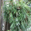 Lg. French Silver Staghorn Fern (platycerium veitchii)
