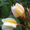 Apricot Swirl Plumeria (hawaiian frangipani)