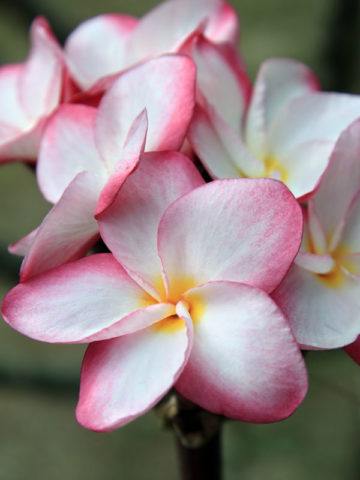 Candy Stripe Plumeria Plant (hawaiian frangipani)