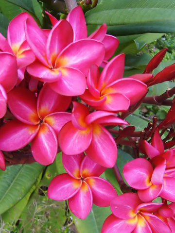 Guillots Sunset Plumeria Plant (hawaiian frangipani)
