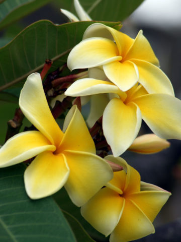 Hilo Yellow Plumeria Plant (hawaiian frangipani)
