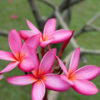 Kaneohe Sunburst Plumeria Plant (hawaiian frangipani)