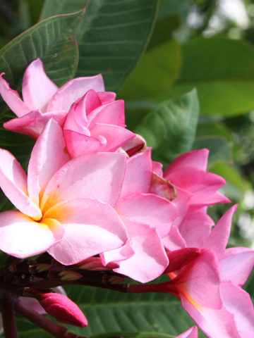 Maui Beauty Plumeria Plant (hawaiian frangipani)