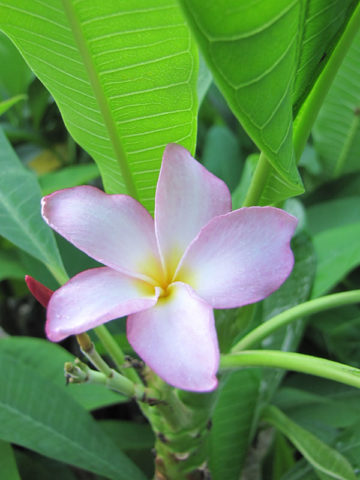 Pastel Pink Plumeria Plant (hawaiian frangipani)