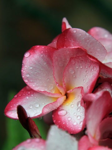 Pink Pansy Plumeria Plant (hawaiian frangipani)