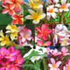 Random Color Plumeria Plant (hawaiian frangipani)