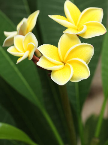 Maui Yellow Plumeria Plant (hawaiian frangipani)