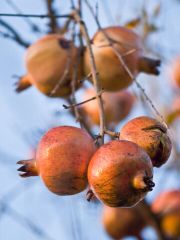 Grenada Pomegranate Tree (punica granatum)