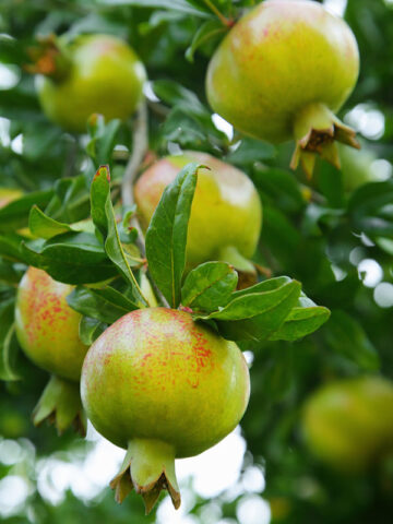 Utah Sweet Pomegranate Tree (punica granatum)