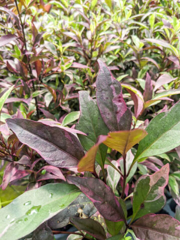 Polynesian Tricolor Plant (pseuderanthemum atropurpureum)