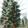 Sapphire Tower Super Teal Bromeliad (puya alpestris)