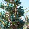 XL Sapphire Tower Super Teal Plant (puya alpestris)