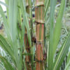 Plantation Size Striped Halali Hawaiian Sugarcane Plant