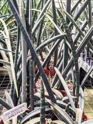 XL Sansevieria Cylindrica Verticularis Plant (snake plant)