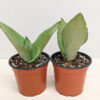 Lg. Sansevieria Moonlight Plant (snake plant)