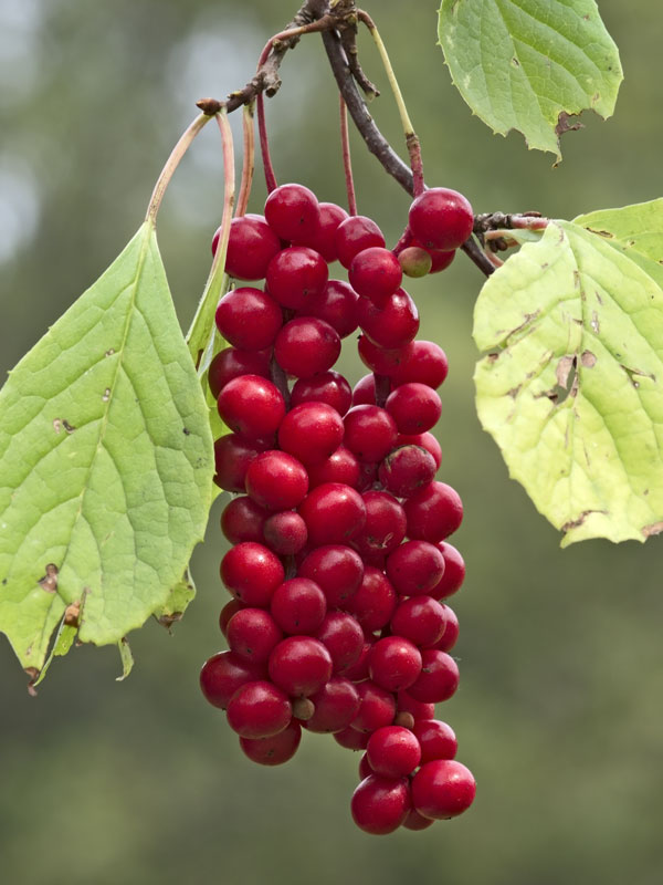 thumbnail image 2 of 10 Schisandra Chinensis Seeds – Wu Wei Zi, Five Flavor Berry, Rare Self-Fertile Vine 2 of 2