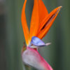 Leafless Bird of Paradise Plant (strelitzia juncea)