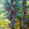 Blue Jade Vine (strongylodon macrobotrys)