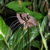Black Bat Flower Plant (tacca chantrieri)
