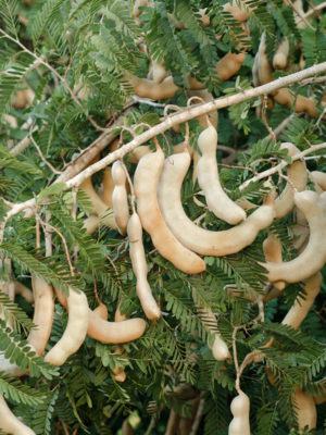 Sweet Tamarind Tree (tamarindus indica)