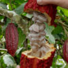 Real Chocolate Tree (theobroma cacao)